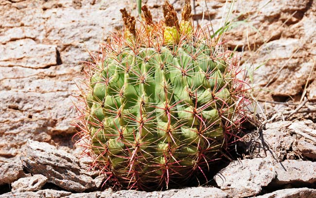 Candy Barrelcactus is one the largest of the Barrel Cactus and may reach heights of 9 or 10 feet! More realistically plants are observed from2 or 3 feet tall to 4 or 5 feet tall. Plants prefer desert scrub, flats, bajadas and rocky areas. Ferocactus wislizeni 